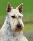 Scottish Terrier AA063D-101
